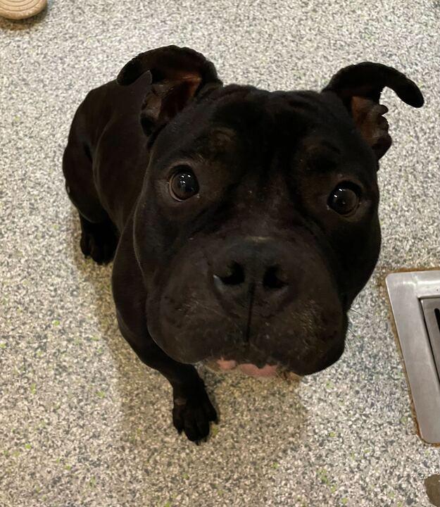 Jerry, a ADOPTABLE mixed breed in Jackson, MI image 3/6