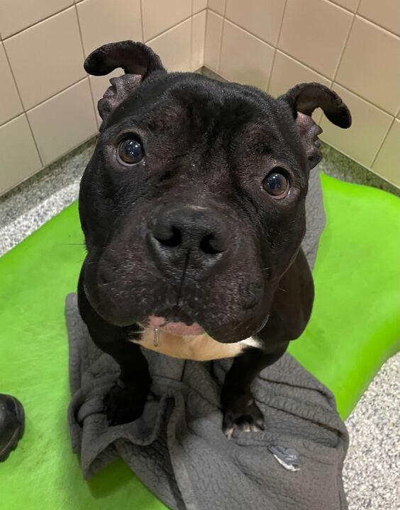 Jerry, a ADOPTABLE mixed breed in Jackson, MI image 1/6