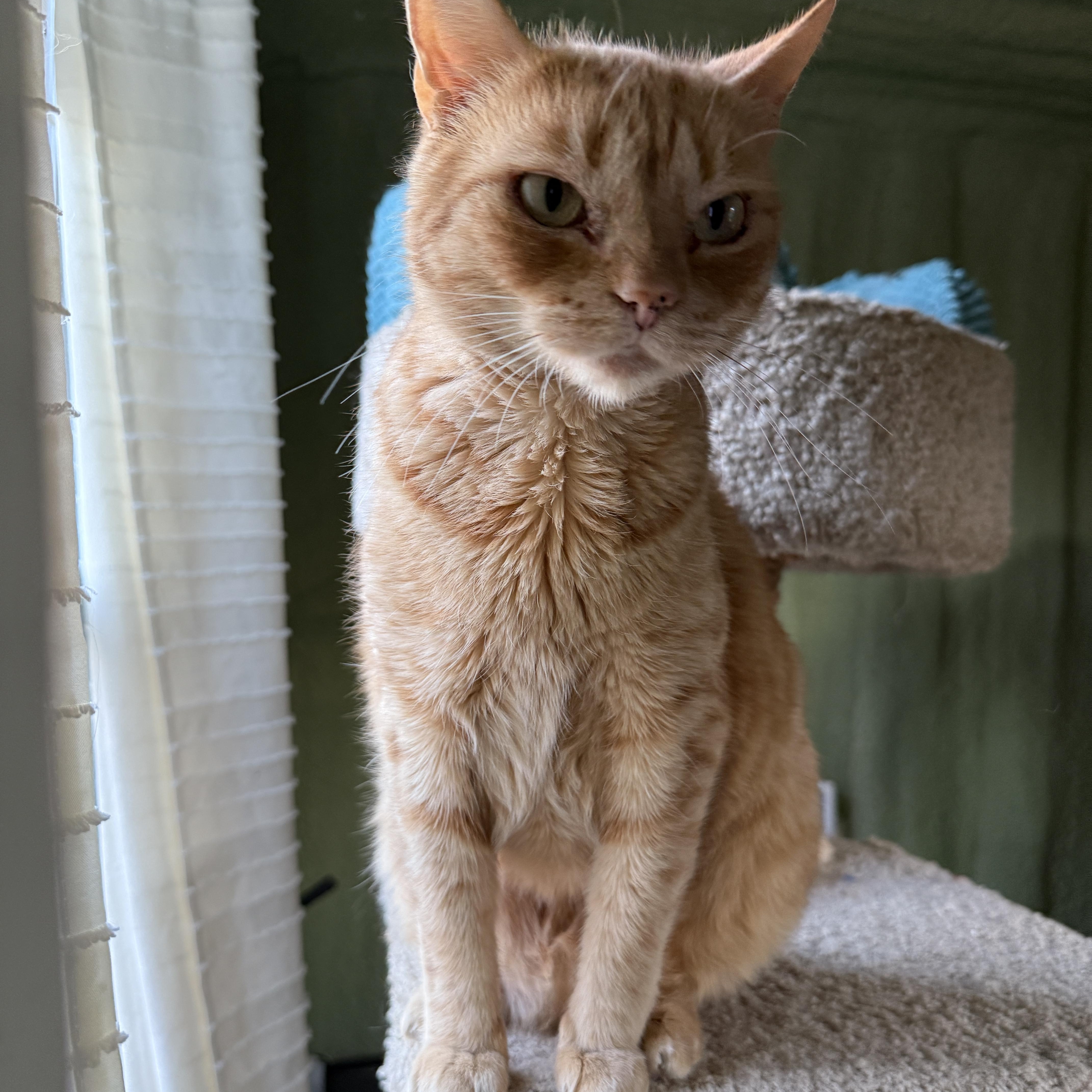 Enlarge Candy Corn, a Adoptable Domestic Short Hair in Clyde, NC image 1/3