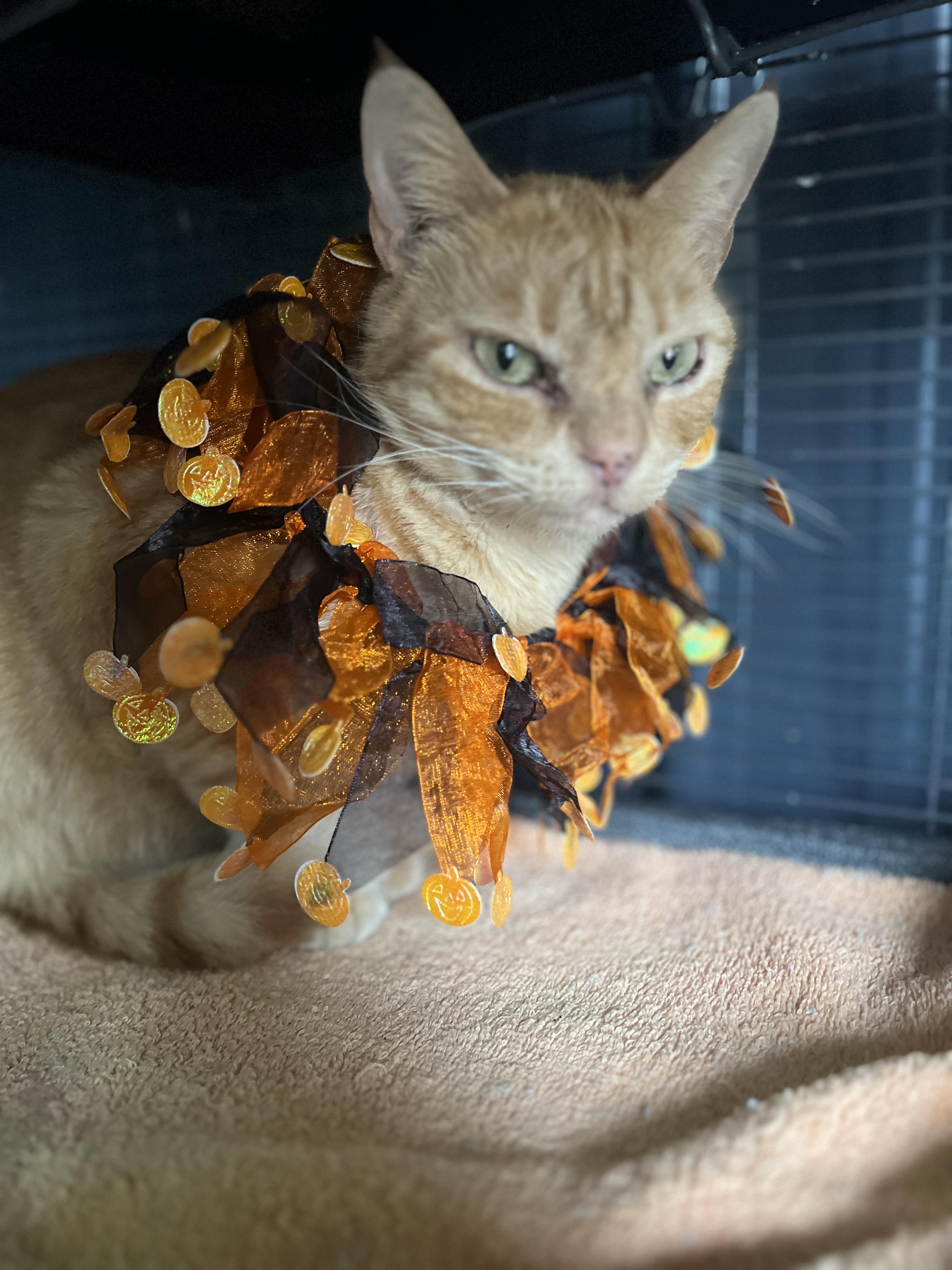 Enlarge Candy Corn, a Adoptable Domestic Short Hair in Clyde, NC image 2/3