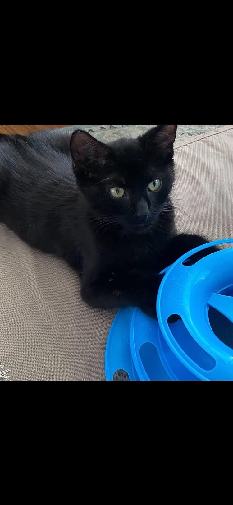Enlarge Quinn & Maverick, a Adopted Domestic Short Hair in Acushnet, MA image 4/4