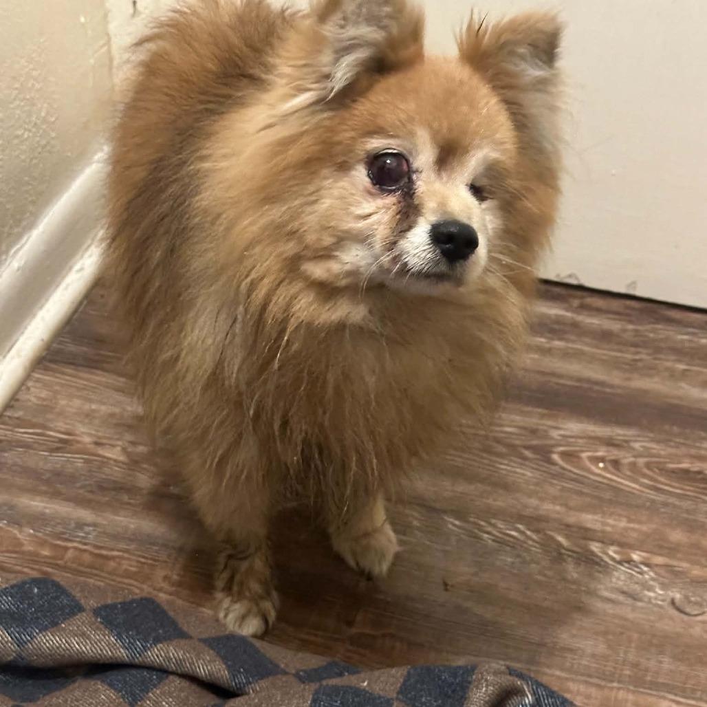 Bartholomew, Adopted, Senior Male Pomeranian.