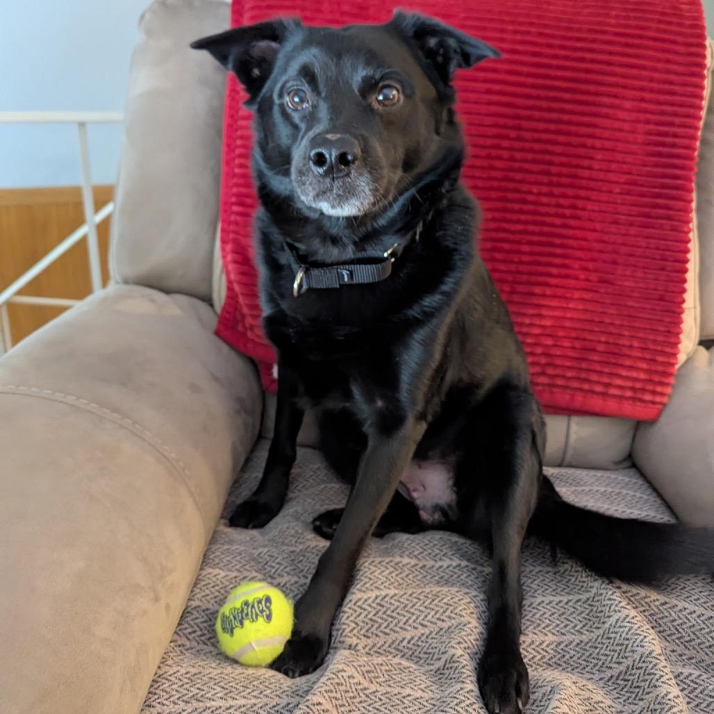 Cash, Adoptable, Adult Male Mixed Breed.