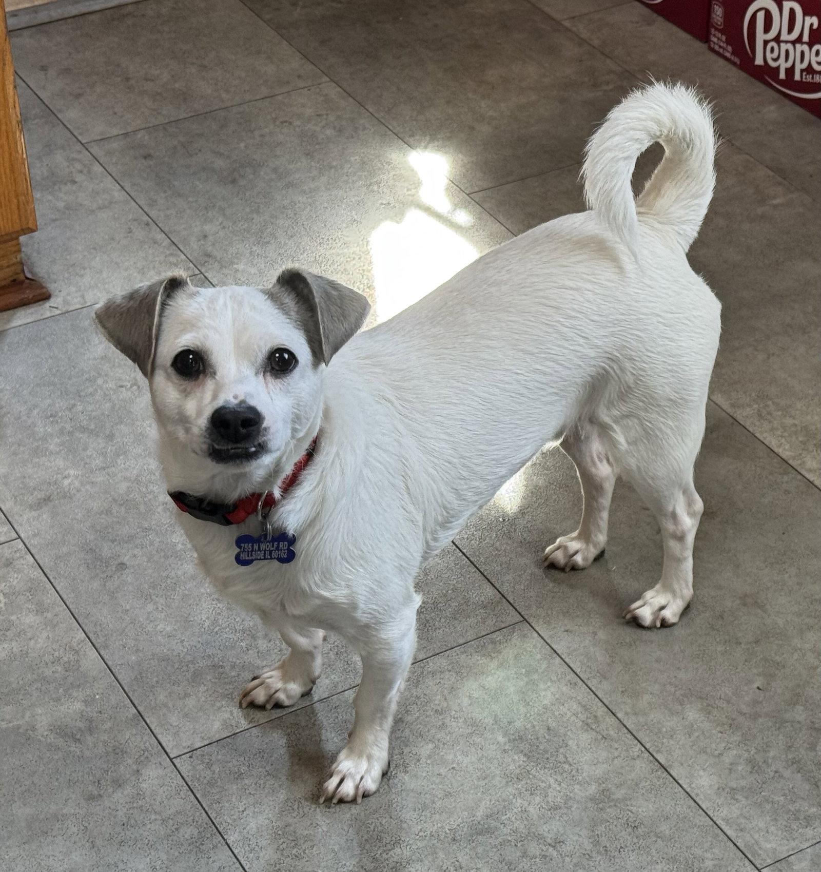 Bernie, Adopted, Adult Male Rat Terrier & Lhasa Apso.