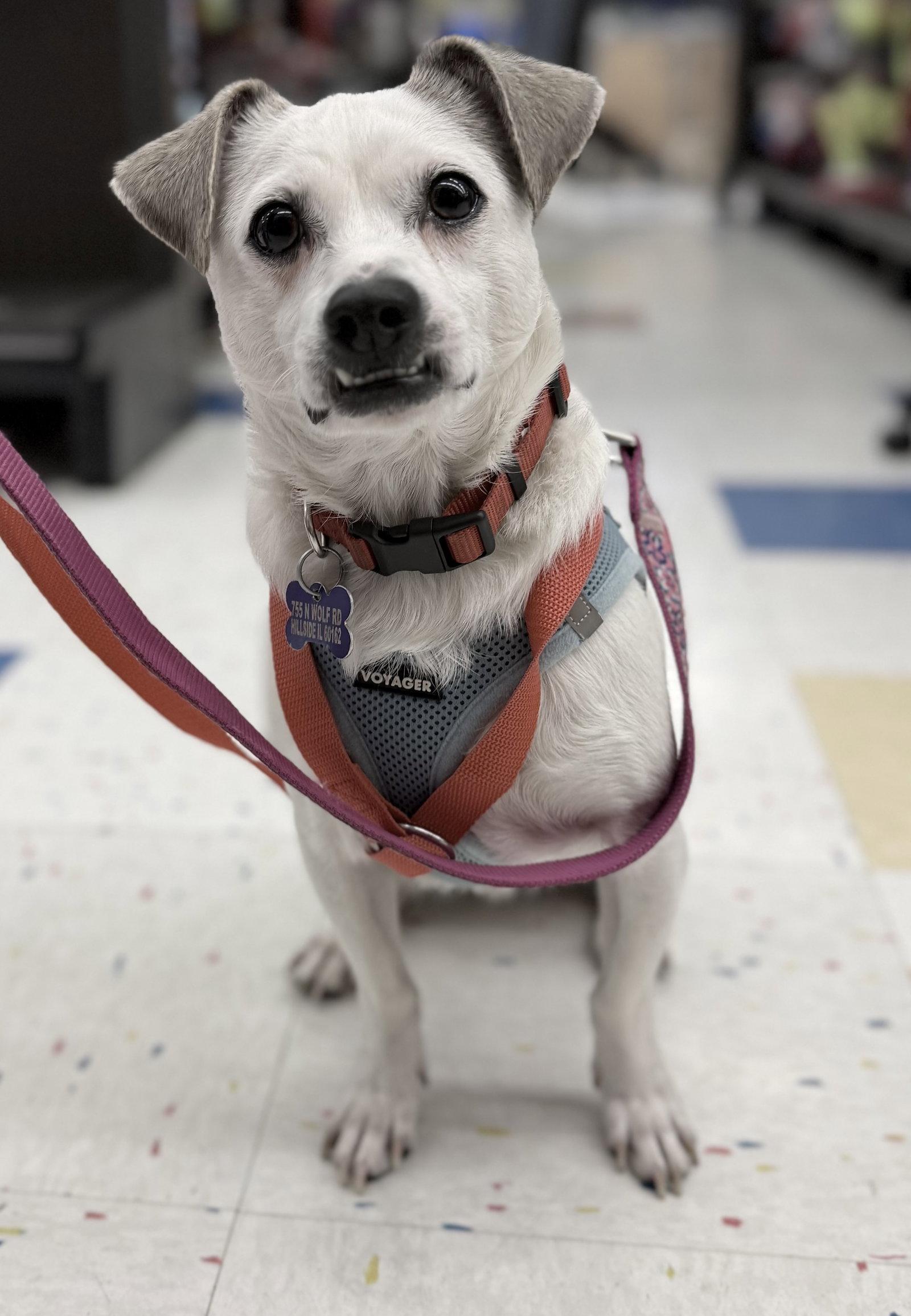 Enlarge Bernie, a Adopted mixed breed in Hillside, IL image 2/3