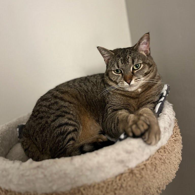 Enlarge Scallion, a Adoptable Domestic Short Hair in Evanston, IL image 2/5