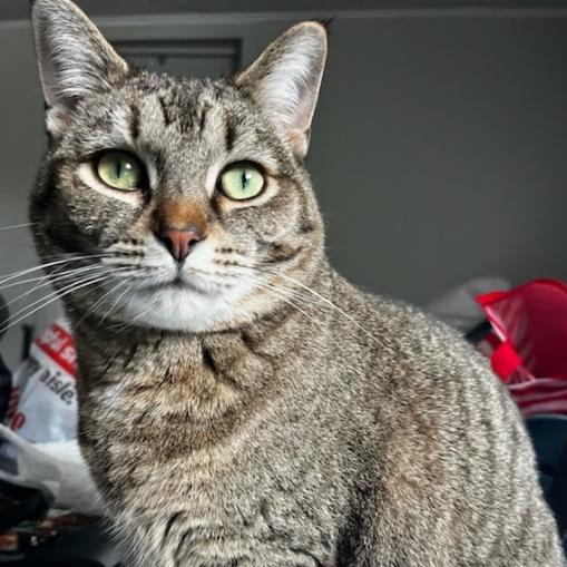 Enlarge Scallion, a Adoptable Domestic Short Hair in Evanston, IL image 3/5
