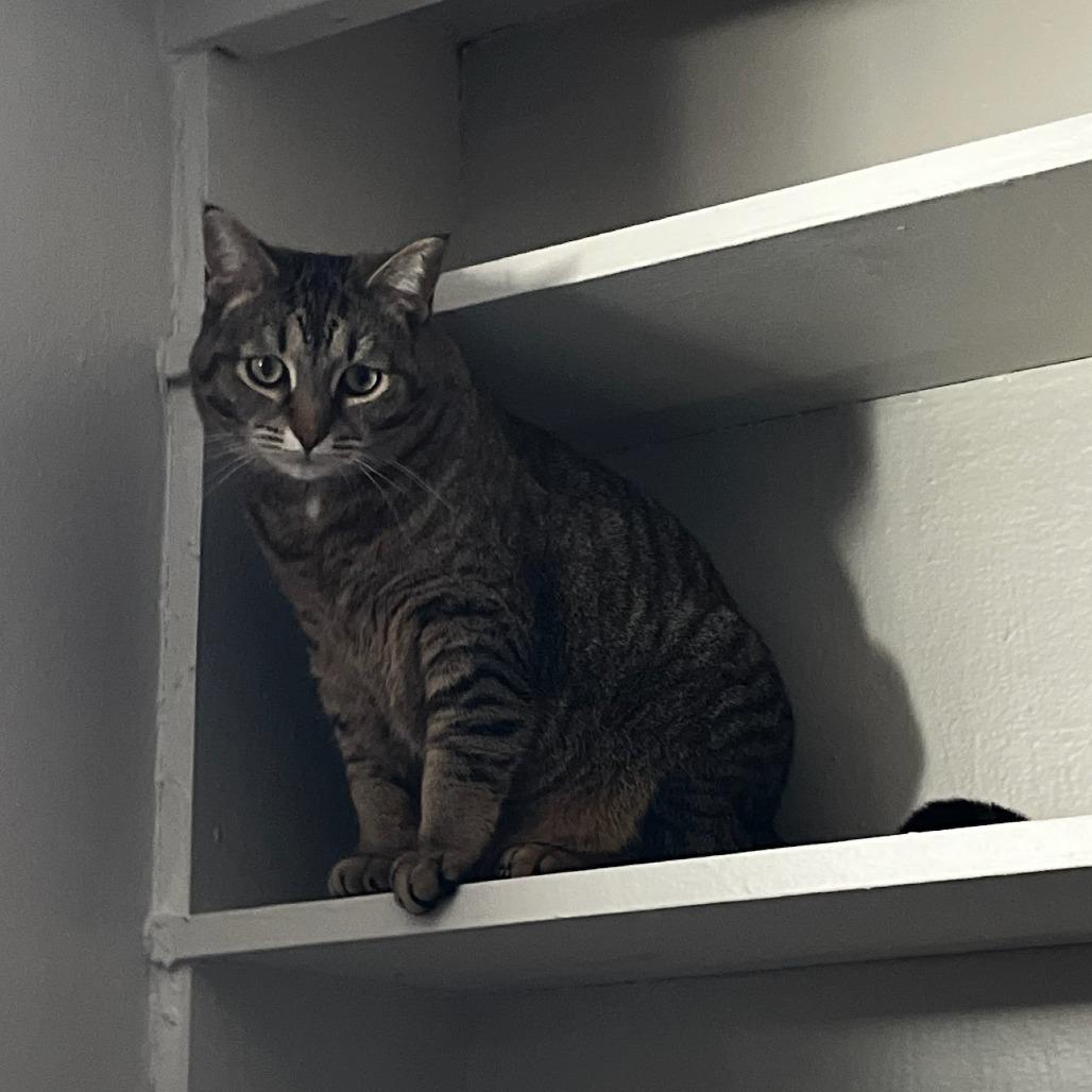 Enlarge Scallion, a Adoptable Domestic Short Hair in Evanston, IL image 4/5