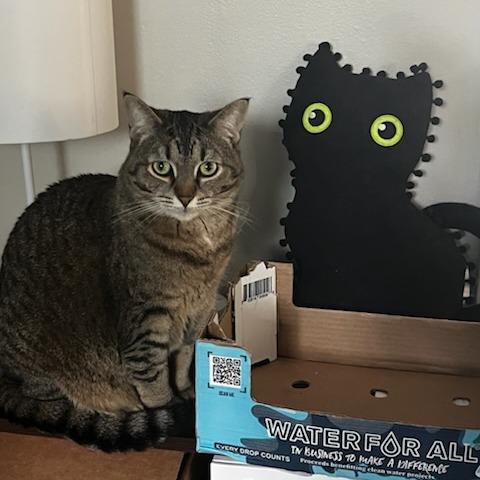Enlarge Scallion, a Adoptable Domestic Short Hair in Evanston, IL image 5/5