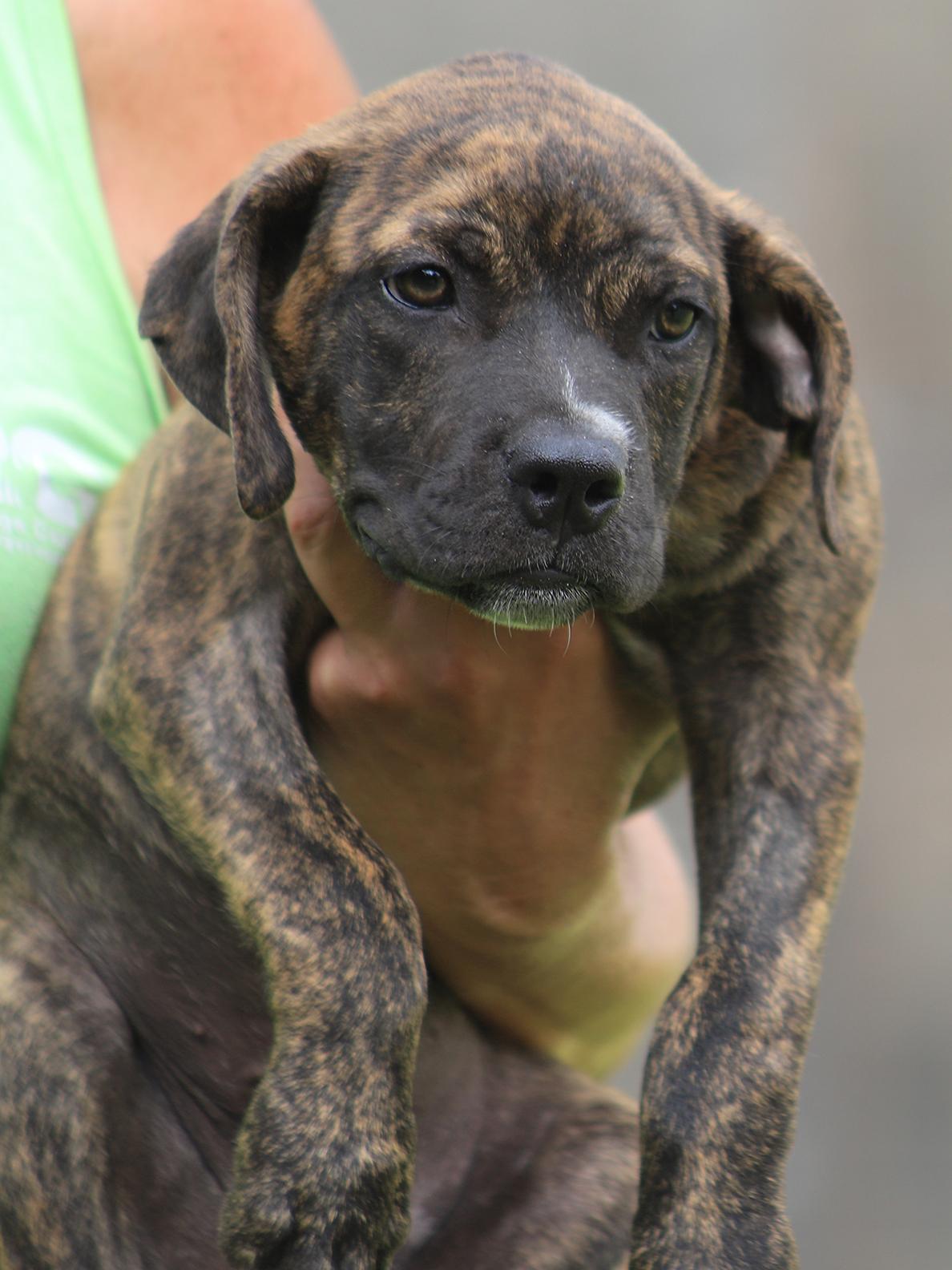 Enlarge Jersey, an adopted American Staffordshire Terrier in North Fort Myers, FL image 3/3