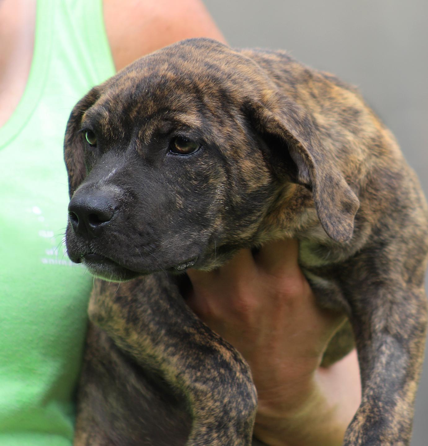 Enlarge Jersey, an adopted American Staffordshire Terrier in North Fort Myers, FL image 2/3