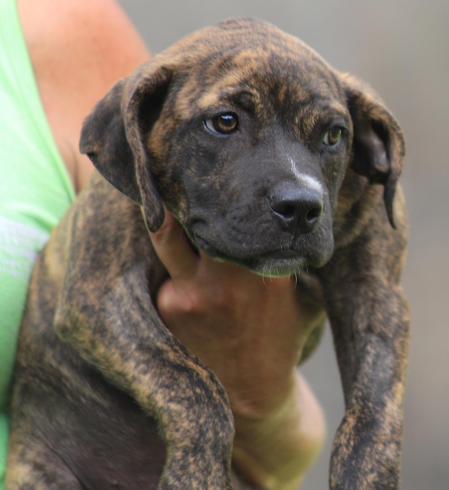 Jersey, adopted, Puppy Male American Staffordshire Terrier.