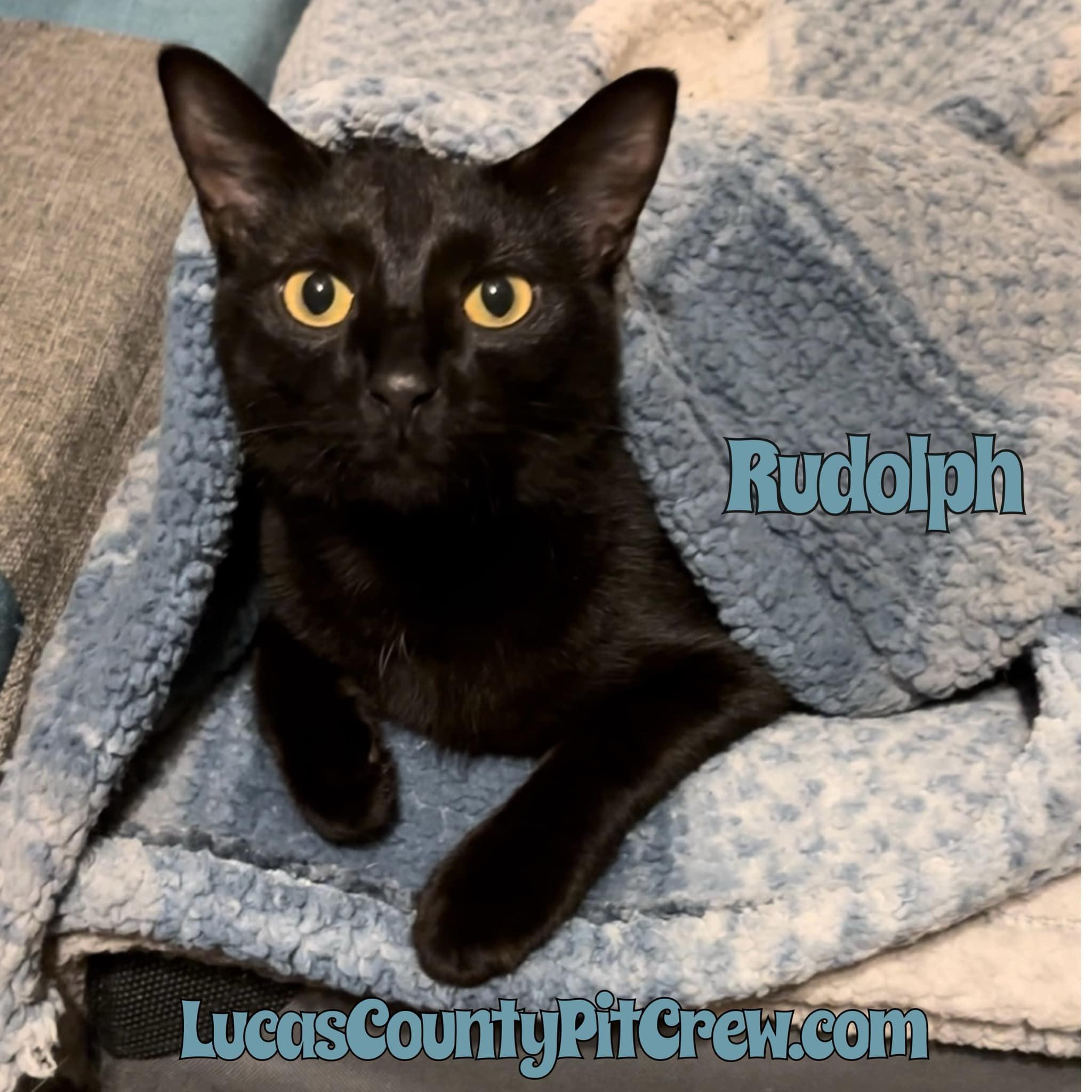 Enlarge Rudolph, a Adoptable mixed breed in Toledo, OH image 2/3