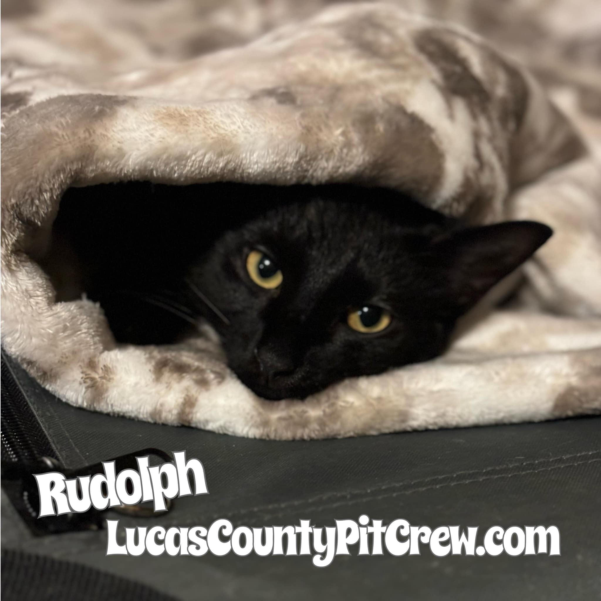 Rudolph, Adoptable, Adult Male Domestic Medium Hair.