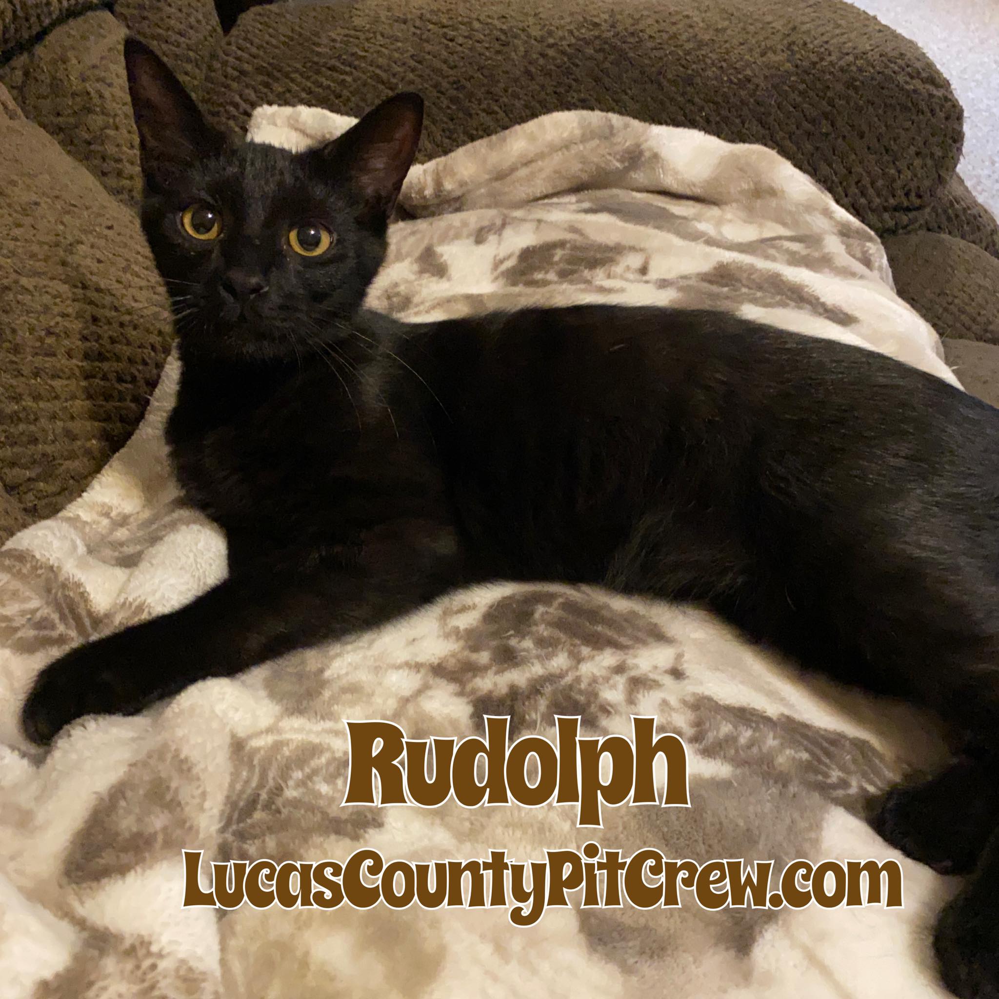 Enlarge Rudolph, a Adoptable mixed breed in Toledo, OH image 3/3