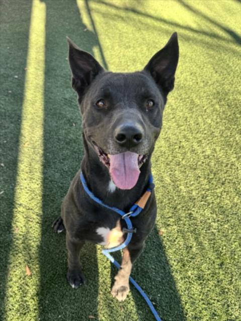 Enlarge POPEYE, a Adoptable Pit Bull Terrier in Chatsworth, CA image 1/1