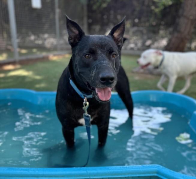 Enlarge POPEYE, a Adoptable Pit Bull Terrier in Chatsworth, CA image 1/1
