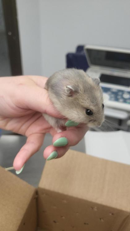 Maxwell (8), Adoptable, Adult Female Hamster & Hamster.