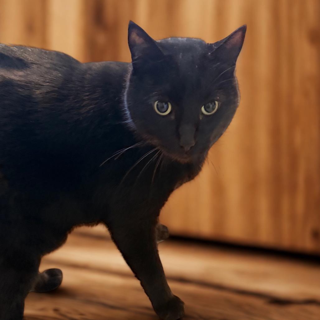 NOLA, Adoptable, Adult Male Domestic Short Hair.