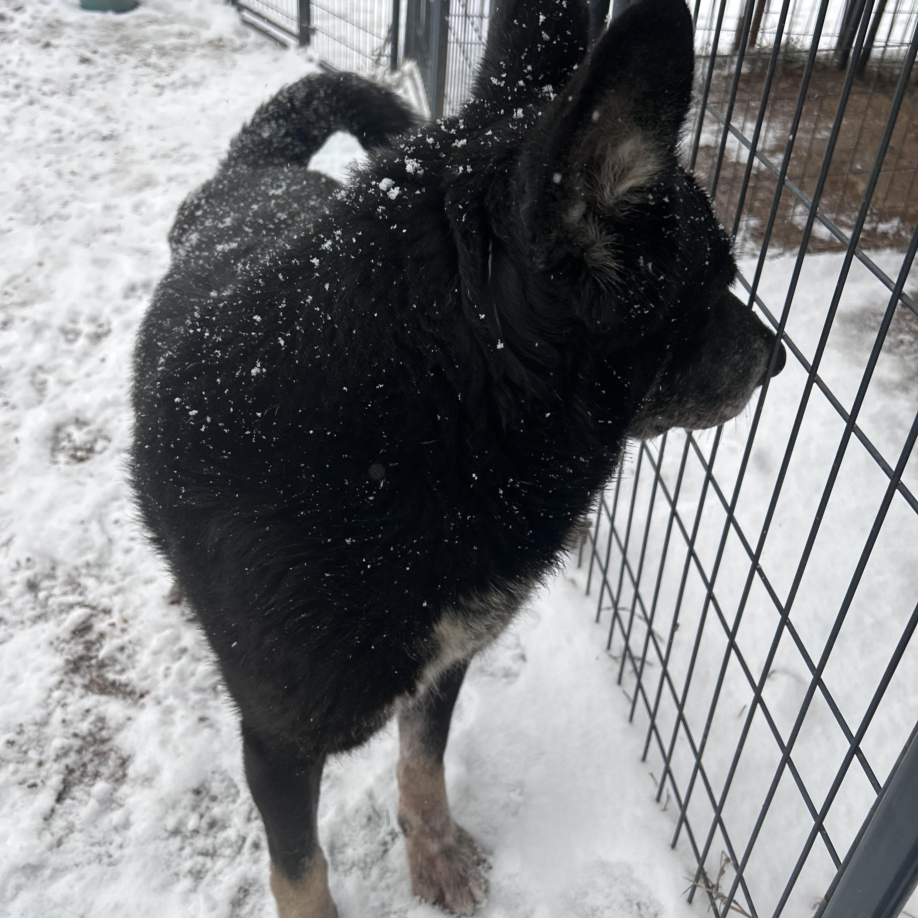 Norri, a Adoptable German Shepherd Dog in Dallas , TX image 5/5
