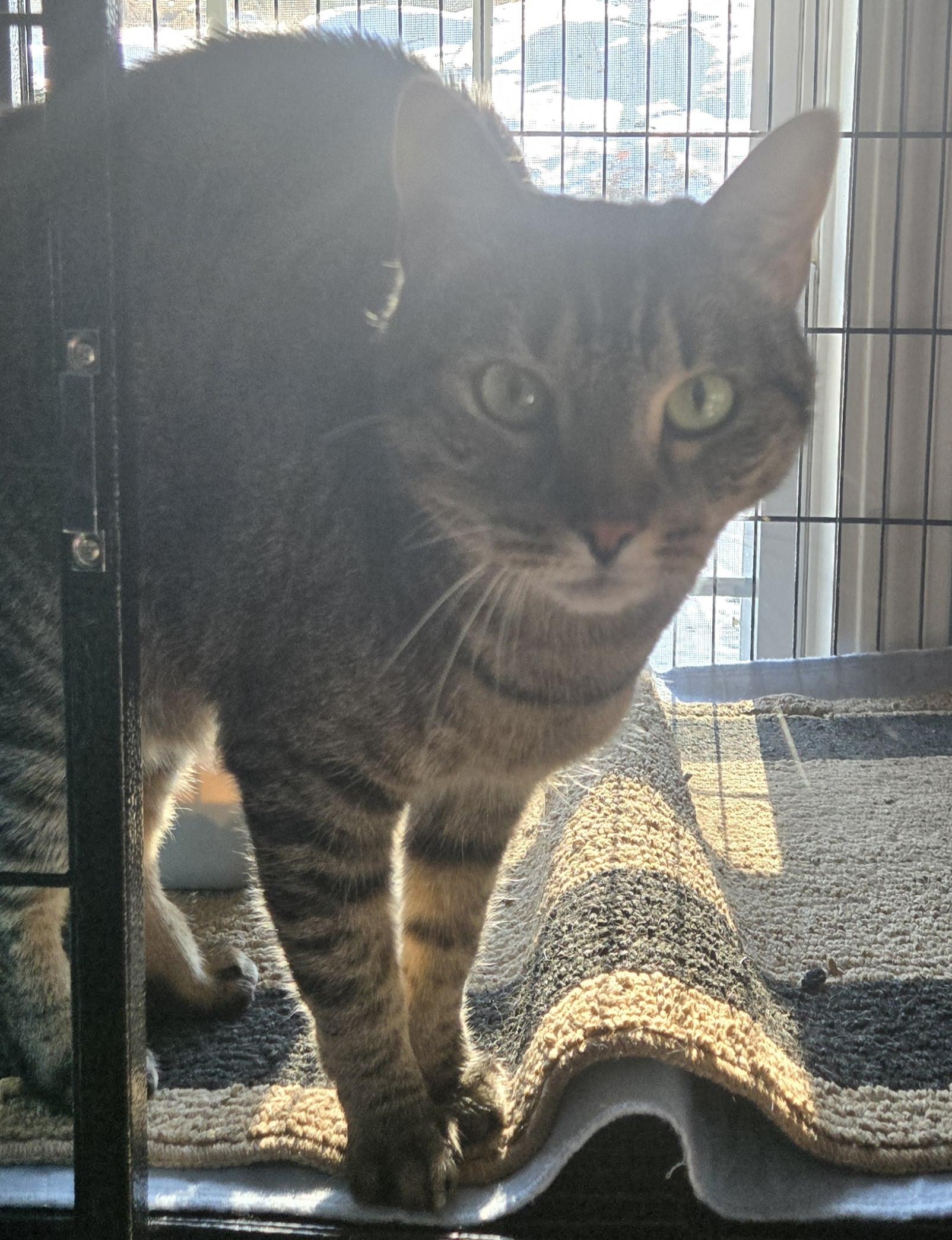 Poppy, Adult Female Domestic Short Hair