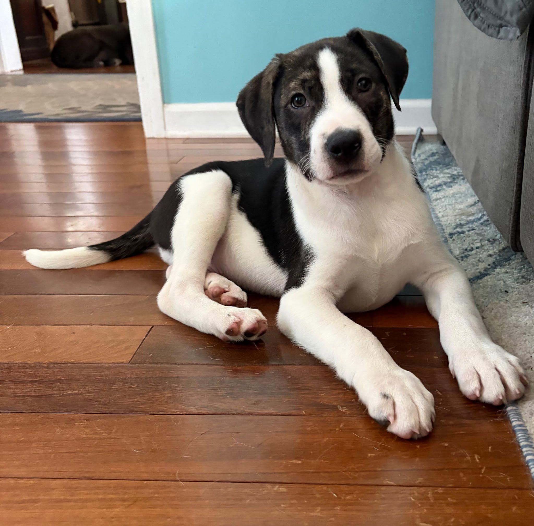 Enlarge Oswald, a ADOPTABLE mixed breed in Riverdale, NJ image 1/2