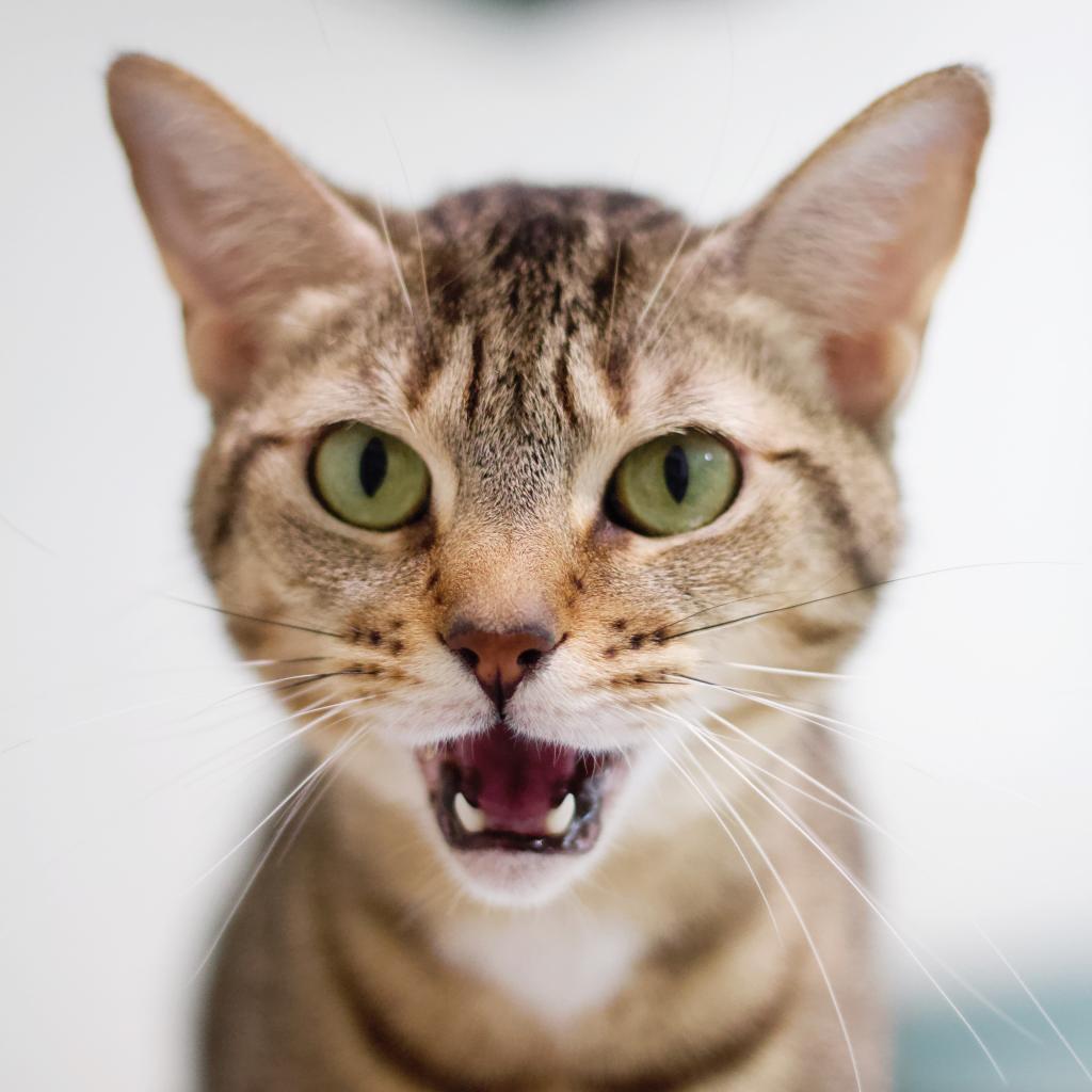 Enlarge Charlotte, a Adoptable Domestic Short Hair in Cumming, GA image 1/6