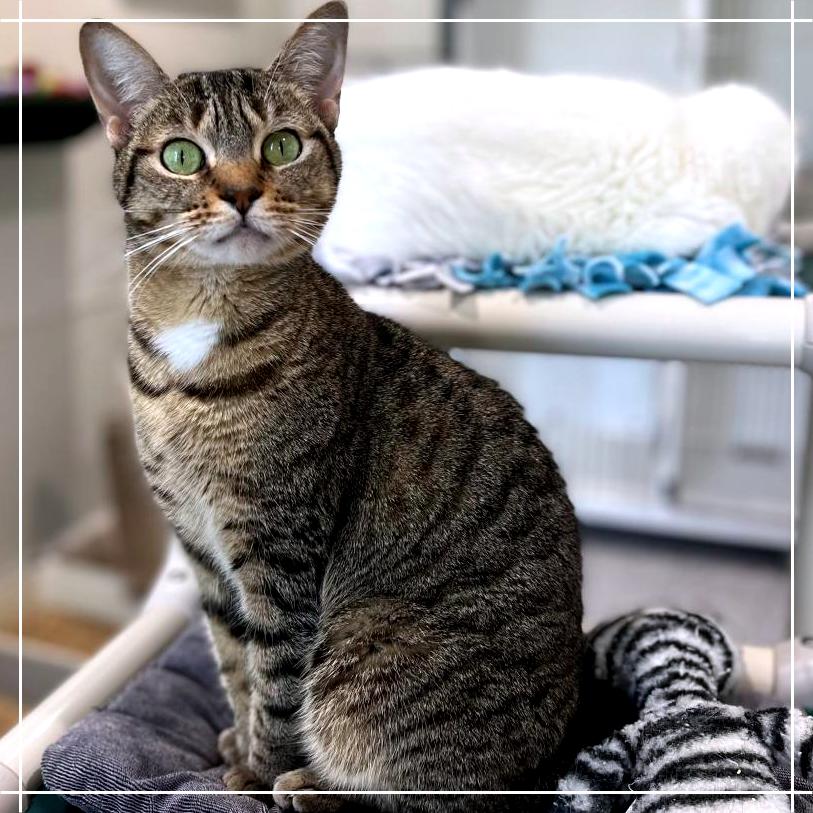 Enlarge Charlotte, a Adoptable Domestic Short Hair in Cumming, GA image 3/6