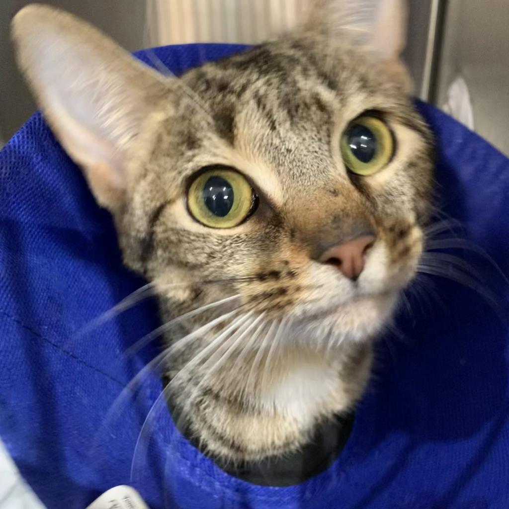 Enlarge Charlotte, a Adoptable Domestic Short Hair in Cumming, GA image 5/6