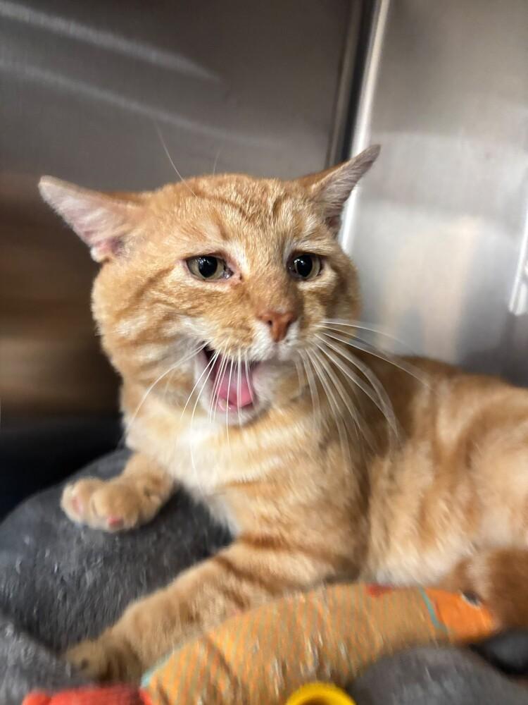 Enlarge Luke, a Adoptable mixed breed in Pittstown, NJ image 3/3