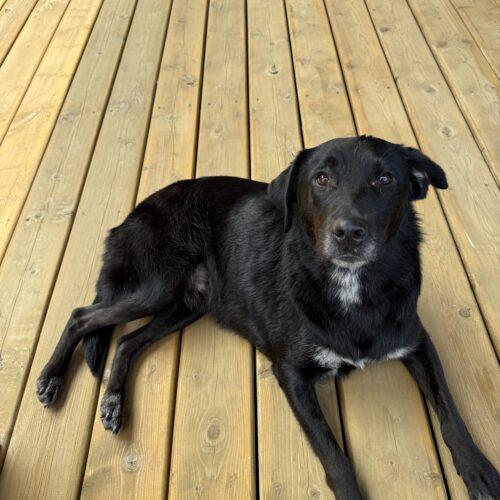 Enlarge Kit Kat, a Adoptable mixed breed in Duart, ON image 1/5