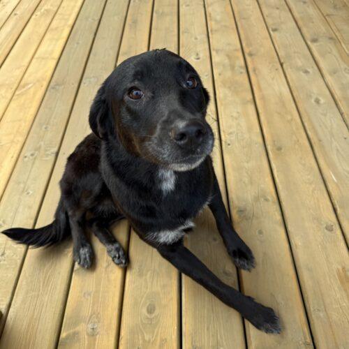 Enlarge Kit Kat, a Adoptable mixed breed in Duart, ON image 2/5