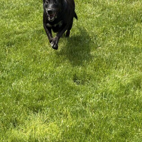 Enlarge Kit Kat, a Adoptable mixed breed in Duart, ON image 3/5