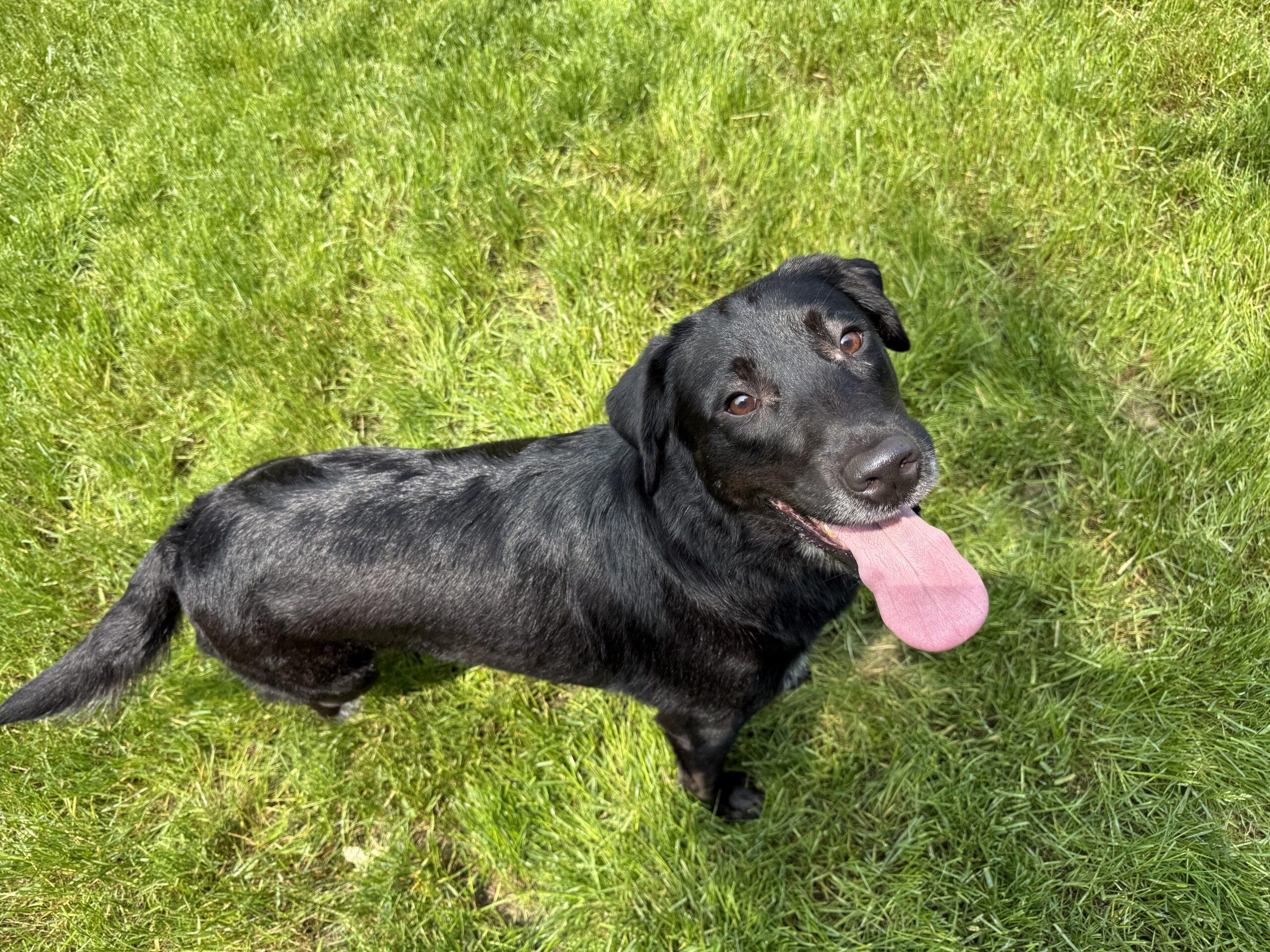 Enlarge Kit Kat, a Adoptable mixed breed in Duart, ON image 4/5