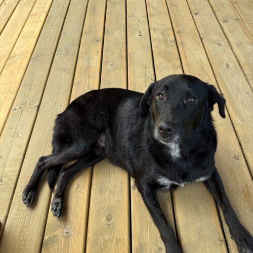 Enlarge Kit Kat, a Adoptable mixed breed in Duart, ON image 5/5