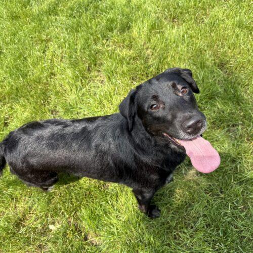 Enlarge Kit Kat, a Adoptable mixed breed in Duart, ON image 5/5