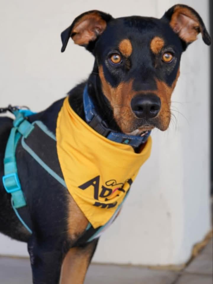 Enlarge COURTESY POST Charlie, a Adoptable Mixed Breed in Tucson, AZ image 1/3