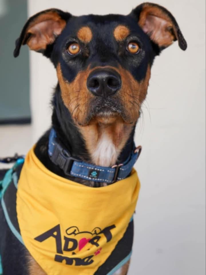 Enlarge COURTESY POST Charlie, a Adoptable Mixed Breed in Tucson, AZ image 2/3