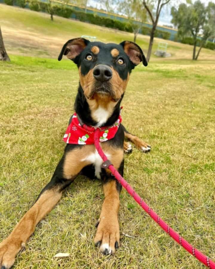 Enlarge COURTESY POST Charlie, a Adoptable Mixed Breed in Tucson, AZ image 3/3