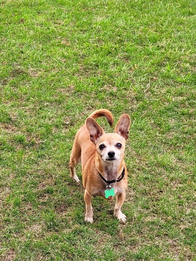 Diesel, Adoptable, Senior Male Chihuahua.