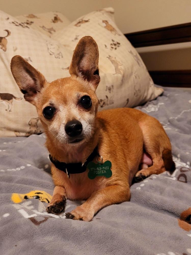 Enlarge Diesel, a Adoptable Chihuahua in Elkhart , IN image 2/5