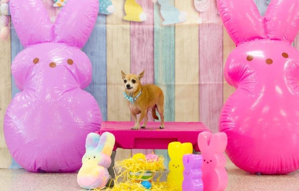 Enlarge Diesel, a Adoptable Chihuahua in Elkhart , IN image 3/5