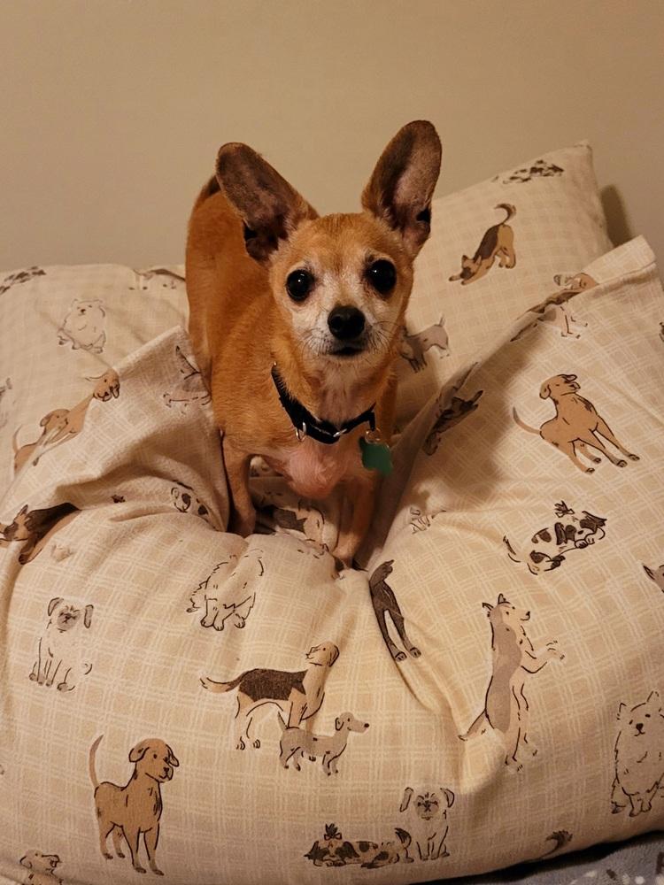 Enlarge Diesel, a Adoptable Chihuahua in Elkhart , IN image 4/5