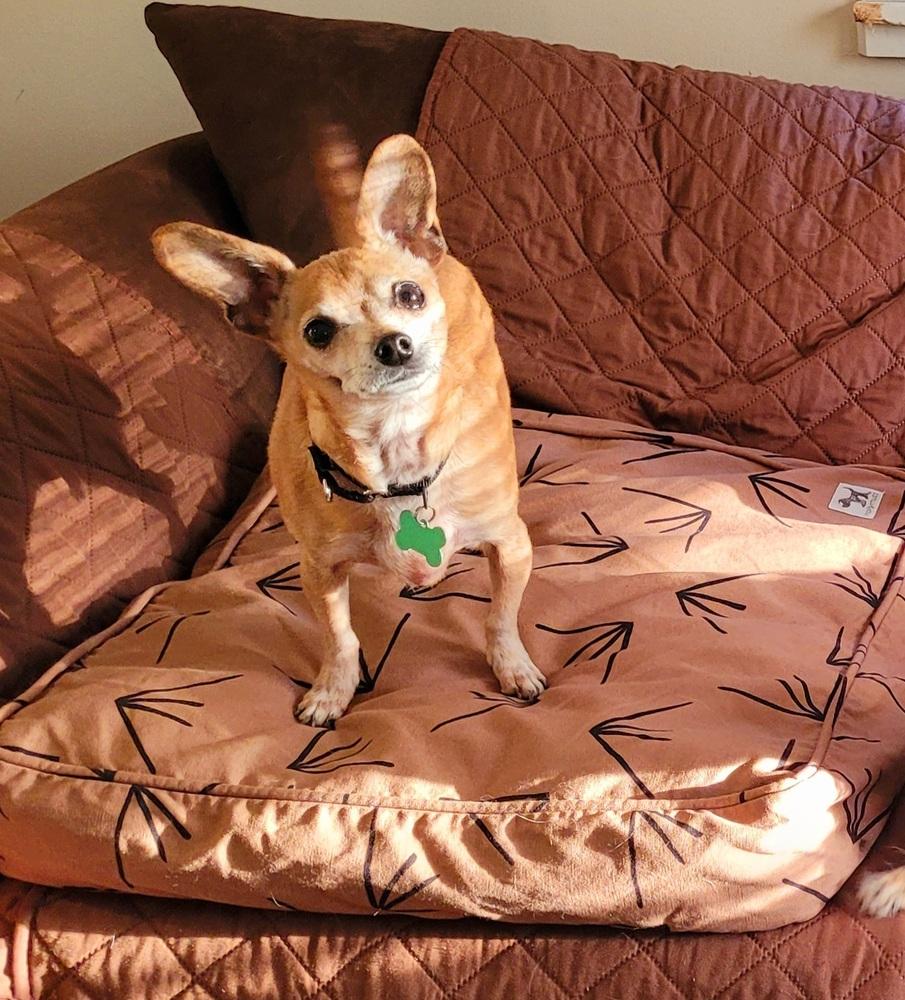 Enlarge Diesel, a Adoptable Chihuahua in Elkhart , IN image 5/5