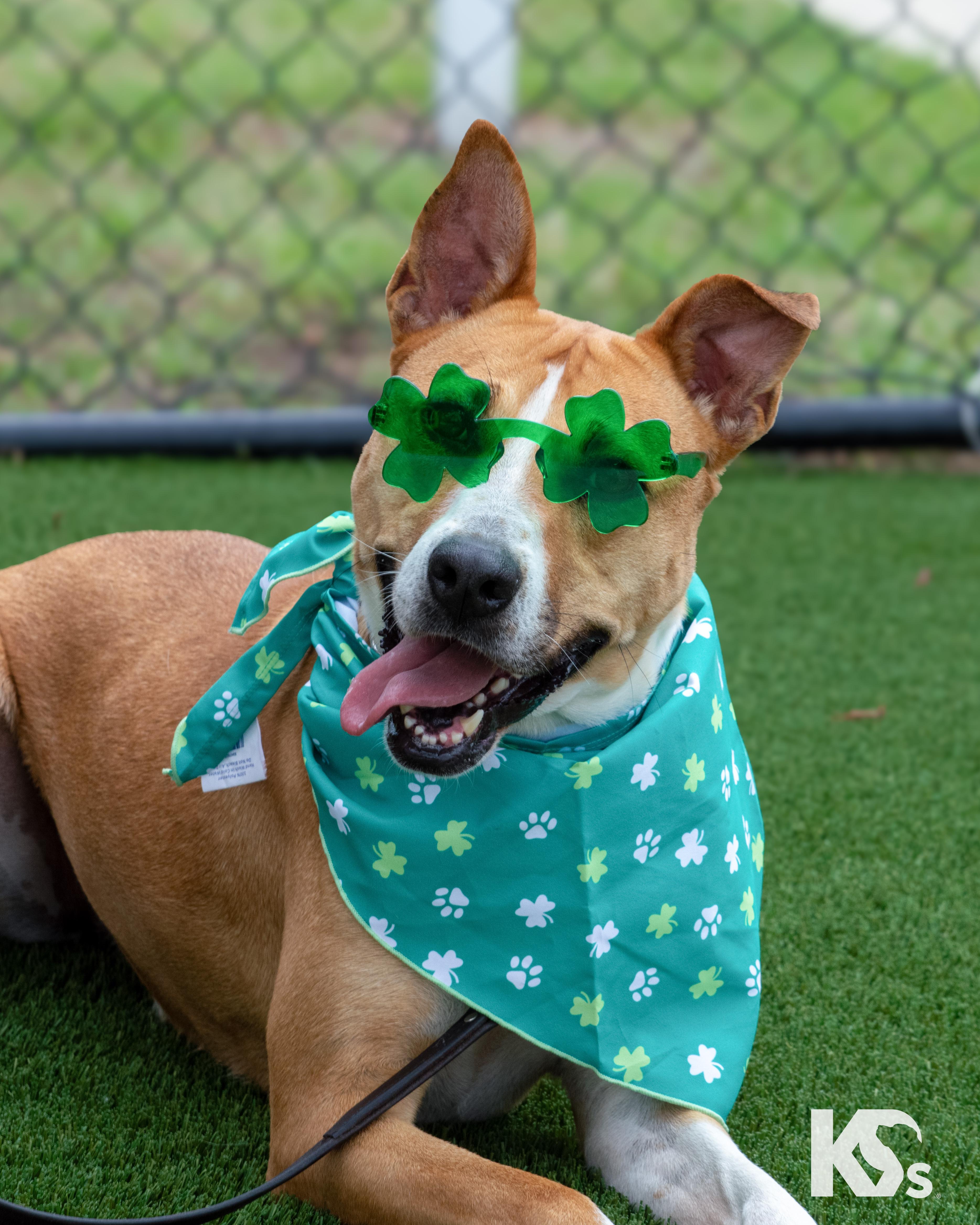 Charmy, a Adoptable mixed breed in Ponte Vedra, FL image 3/6