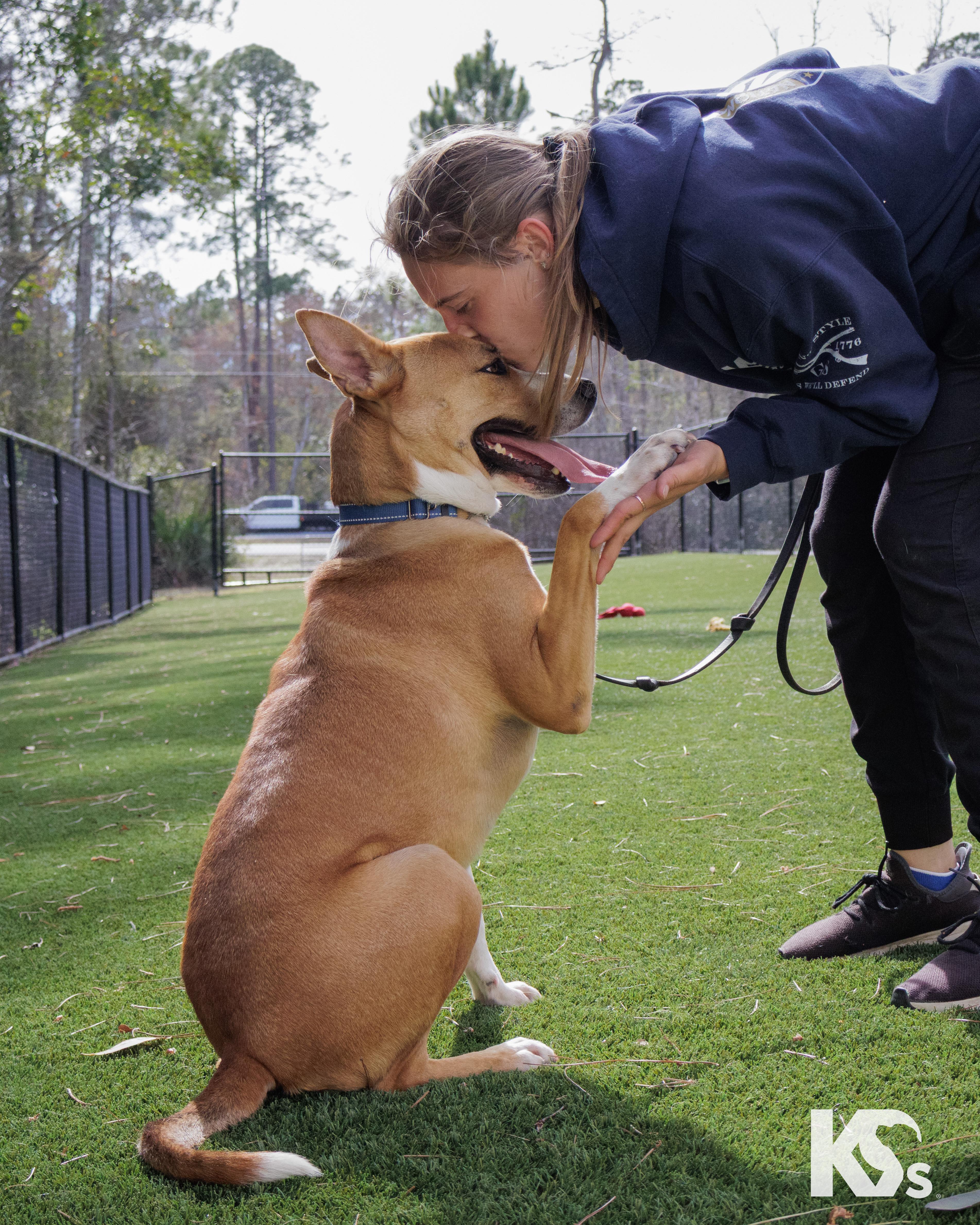Charmy, a Adoptable mixed breed in Ponte Vedra, FL image 2/6