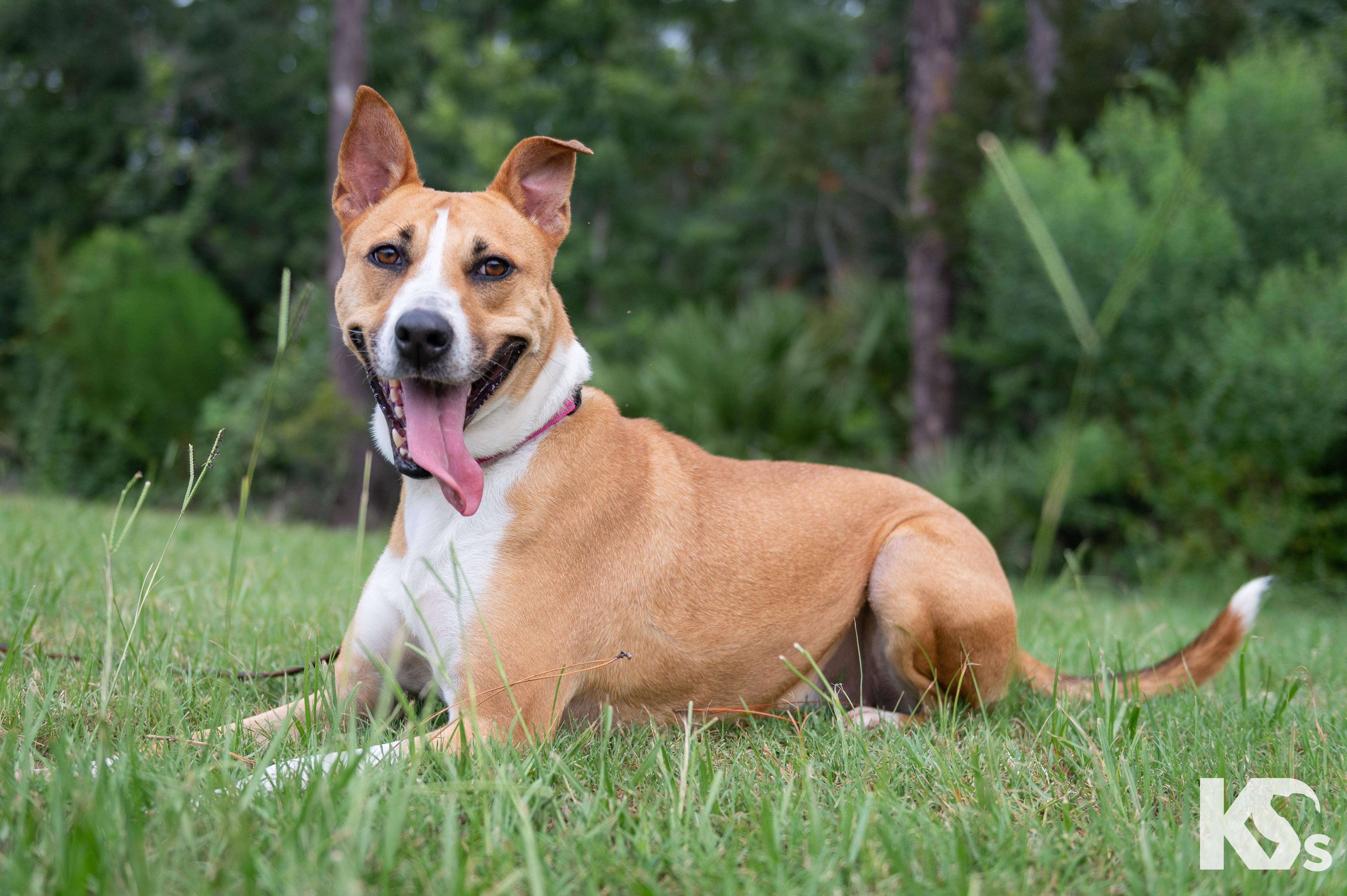 Charmy, a Adoptable mixed breed in Ponte Vedra, FL image 6/6