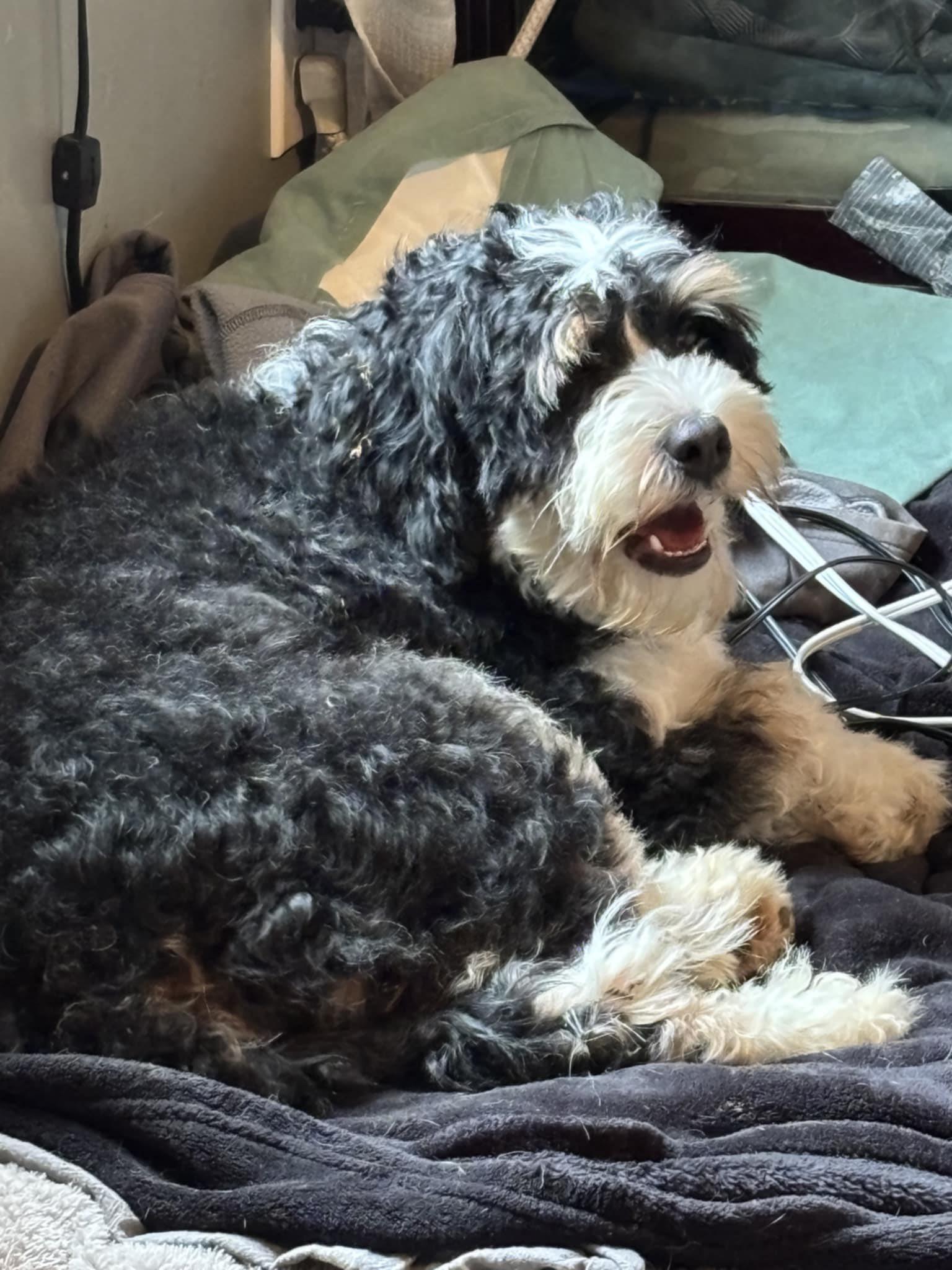 Enlarge Sierra, a Adoptable Bernadoodle in Falls Church, VA image 1/3