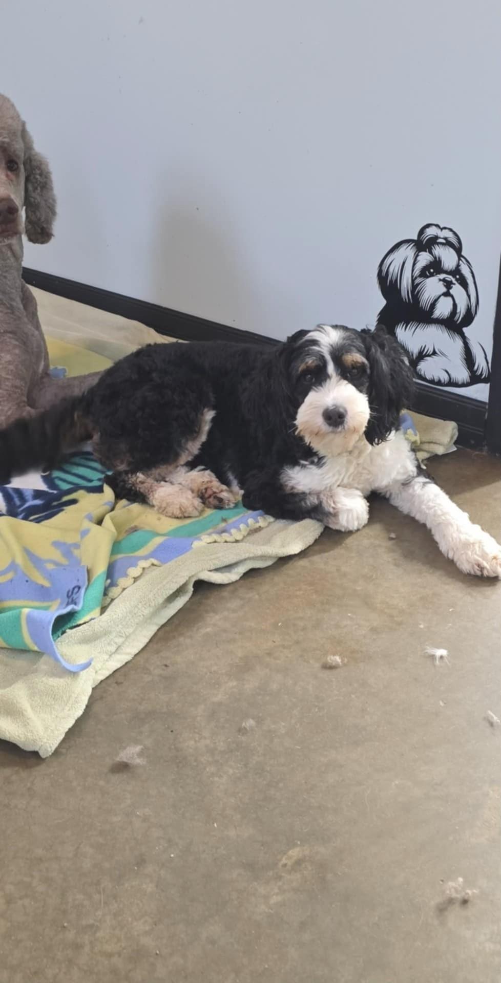 Enlarge Sierra, a Adoptable Bernadoodle in Falls Church, VA image 3/3