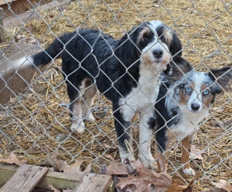 Enlarge Sierra, a Adoptable Bernadoodle in Falls Church, VA image 2/3